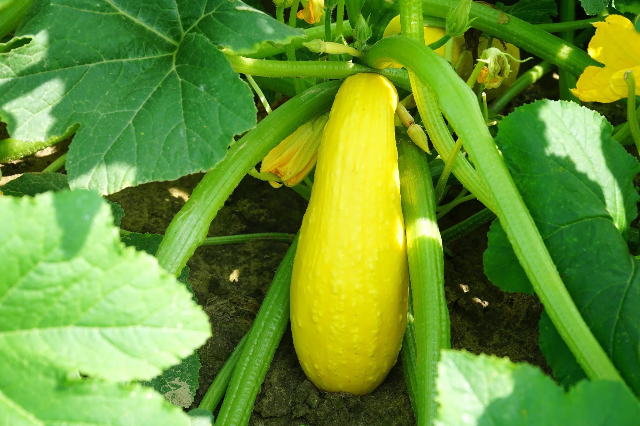 Early Prolific Straightneck Squash